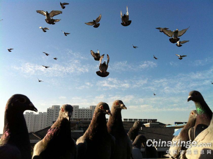 ������ռҷɼ���(��)