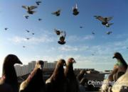 ������ռҷɼ���(��)