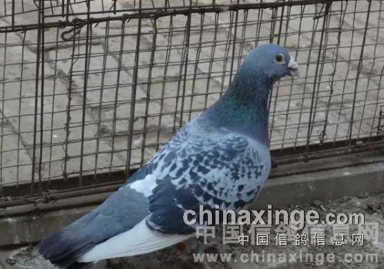 ����������(ͼ)