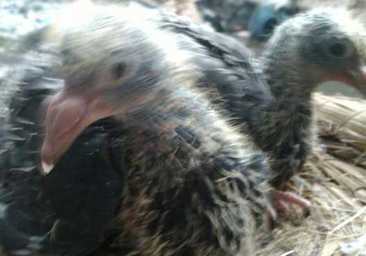 ����ĭ�ĺ�̨��(ͼ)