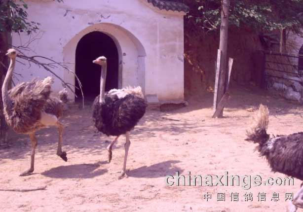 ��Ȼ��̬��ɫ��֣�������������(ͼ)