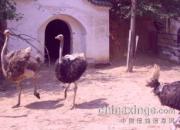 ��Ȼ��̬��ɫ��֣�������������(ͼ)