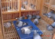 ��н���ѱ�ս�ط���(ͼ)