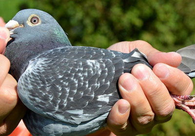 ��˹���Ÿ��ע���Ǿ�����(ͼ)