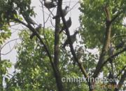 ������ũ�����������(ͼ)