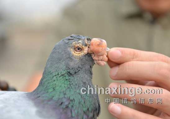 �����ǵ���������(ͼ)