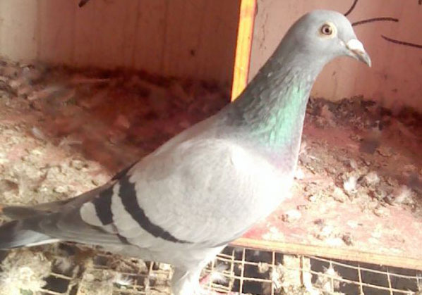 �ҵ���������(ͼ)