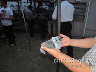 �����������ֲ����� ����ˤ��������(ͼ)