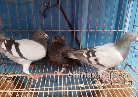 ��ĸ˫�ҳ�����(ͼ)