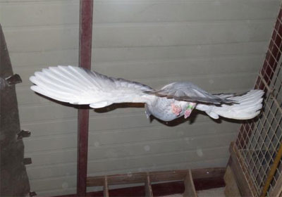 ץ�ģ��������(ͼ)