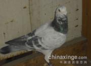 �ҵĲ����ع���ʿ���뻨��343(ͼ)