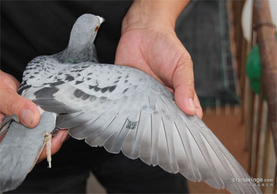 ��������ǧԪ�رȻ�500�������(ͼ)