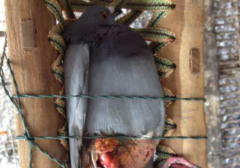 �����ȶϣ�Ū�����ܽӸ���(ͼ)