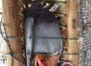 �����ȶϣ�Ū�����ܽӸ���(ͼ)