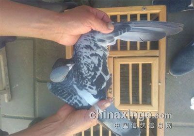 ѵ��120���ﱻ�ε�13������(ͼ)