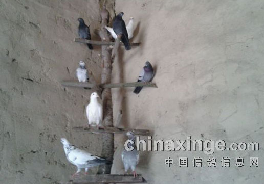 ���������������Ÿ벻���(ͼ)