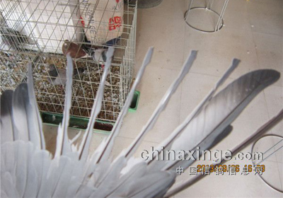 ѵ�ŵط���������(ͼ)