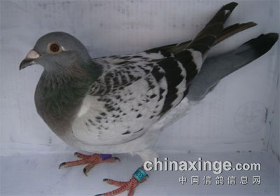 ������Э������һվǰʮ��(ͼ)