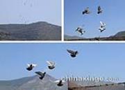 ţ�����ǧ��� �����ˬѵ��æ(ͼ)