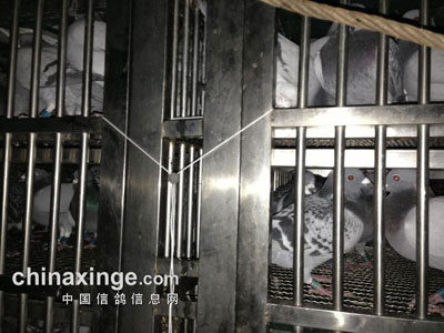 �����ֳǹ����׹ؼ���鳲(ͼ)