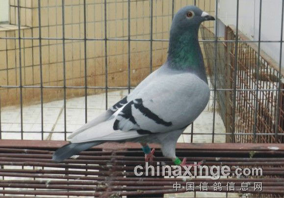 ��˭���ҵĳ��(ͼ)