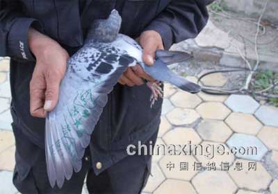 ��������ǧԪ�رȻ����������(ͼ)