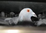 ����ս������һ����ѵ(ͼ)