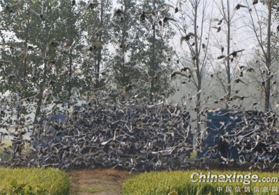 ��������(ͼ)