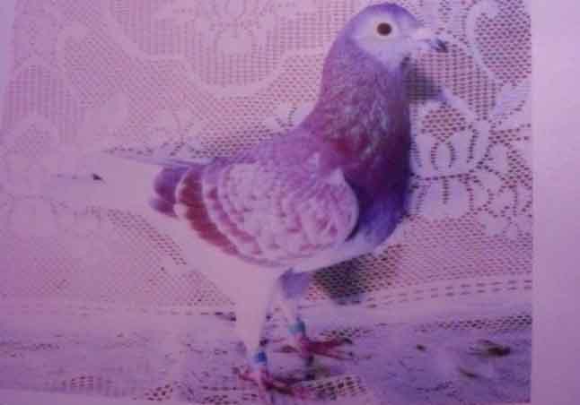 �����ҵĽ�ĸ����ʱ�����590(ͼ)