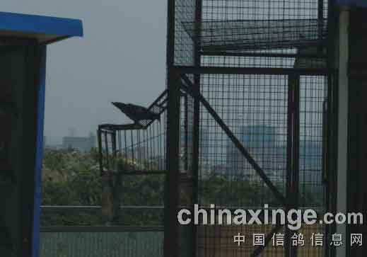 ���������鳲�ľ��Ķ���(ͼ)