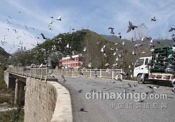 ɽ�����ѷɣ�Сѧ��ǰǧ����(ͼ)