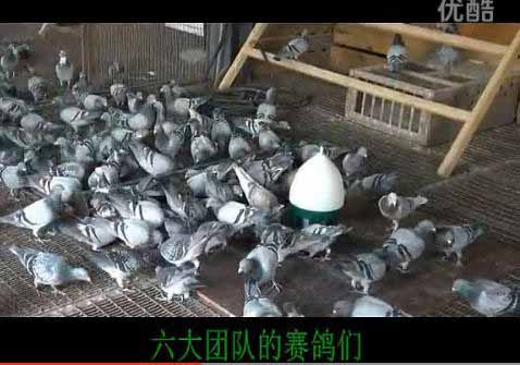 ���˱��ʸ�����״̬(��Ƶ)