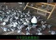 ���˱��ʸ�����״̬(��Ƶ)