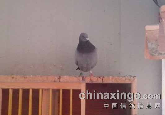 �Զ�ʧ�ĸ��ӱ�ʾ�ھ�(ͼ)