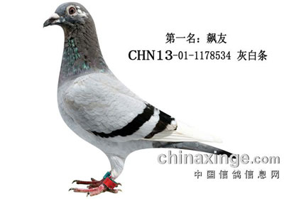 2013���˱�230�����ʸ���ǰʮ��(ͼ)