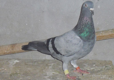 ���߻һ�ë������������(ͼ)