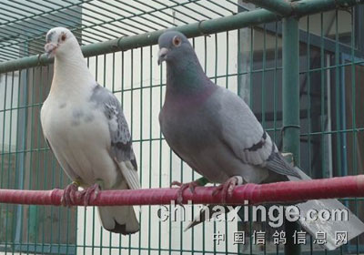 �ڼ���Ľ����500�����(ͼ)