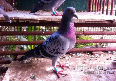 �����ø� Ѱ�Һ�����(ͼ)