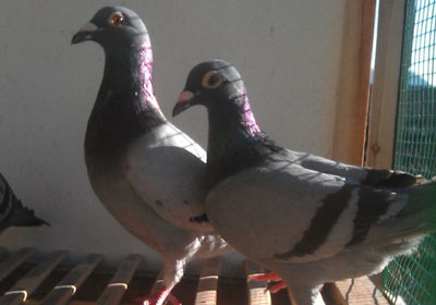 �⼸ֻ���ļ�ֵ�󲻴�