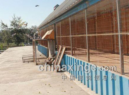 �������Ǿ���500�׷ŷ�1Сʱ�鳲�����ٱ���