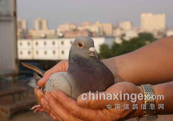 СЭ�����淨������ʱ���۷���(ͼ)