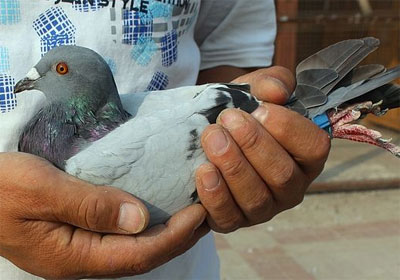 ������Э300������Ǽ�������(ͼ)