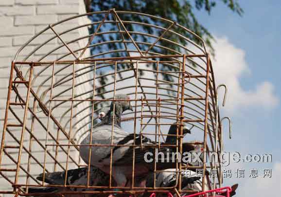 ɽ��̫���Ÿ����¿�������(ͼ)