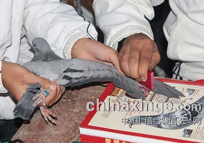 ������������ڶ��ر����ɼ���¯(ͼ)