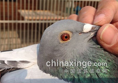 ������̨3000Ԫ�ر��׹�ǰʮ����Ƭ