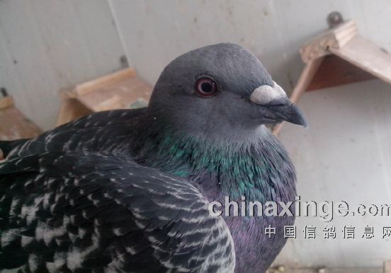 ��ʧ���µĺ�������(ͼ)