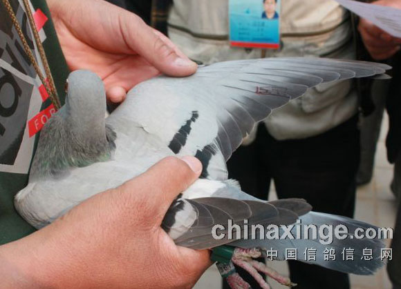 ��������׹�ǰʮ�����ͼ