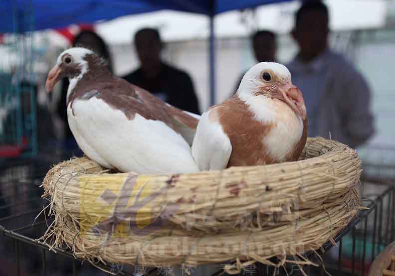 ����21����͸�չ��������Ļ(ͼ)