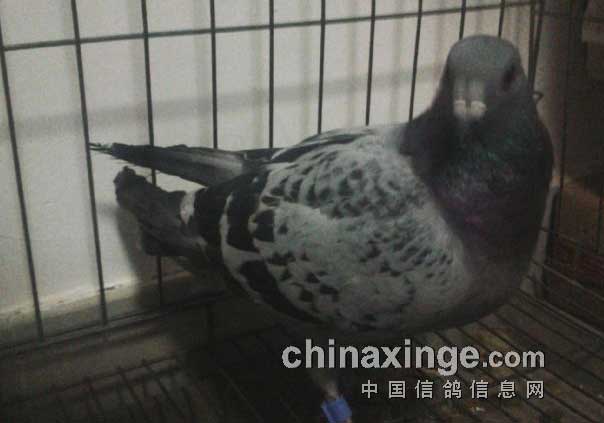 ͺβ�����ǿ�Ͼ���(ͼ)