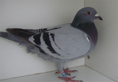 �����ر������ش���ǰʮ������(ͼ)